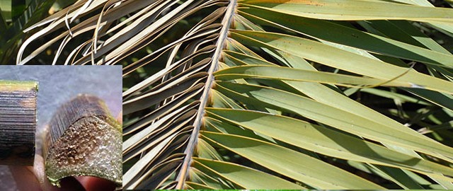 fusarium wilt in palm and petiole