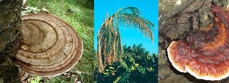 ganoderma conk disease on a palm