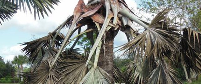 palm weevil damage